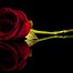 Image result for Red Rose Black Background Gold
