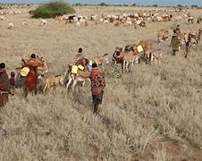 Image result for Cattle Raiders