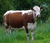 Image result for Irish Cow