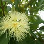 Image result for Yellow Rose Apple