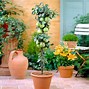 Image result for Green Apple Tree