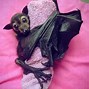 Image result for Fruit Bats of the Pteropodidae Family