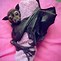 Image result for Fruit Bat Pics