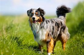 Image result for Collie Mix