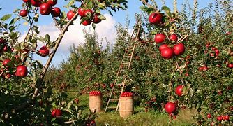 Image result for Rolling Green Hills Apple Orchard
