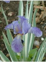 Image result for Iris pallida "Variegata