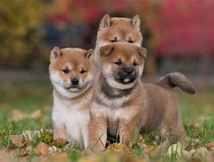 Image result for Shiba Inu Pup