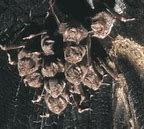 Image result for Vampire Bats Facts