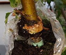 Image result for Air-Layering Apple Tree