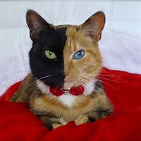 Image result for Unique Cat Designs