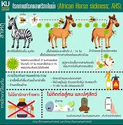 Image result for African Horse Breeds