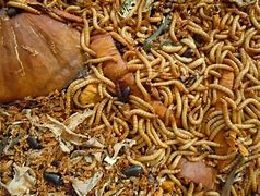 Image result for Chicken Meal Worms