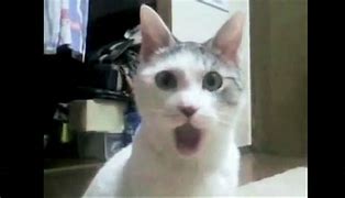 Image result for Surprised Orange Cat Meme