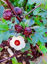 Image result for Hibiscus Calyx