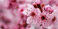 blumen malvorlagen jepang 20 gambar bunga di jepang ayeey blumen malvorlagen jepang 20 gambar bunga di jepang ayeey