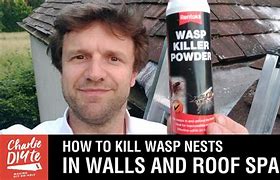 Image result for Bat Nest in Attic