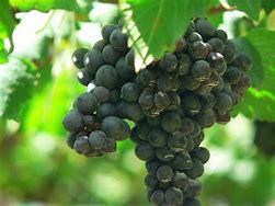 Image result for China Grapes