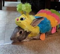 Image result for Halloween Costumes for Pet Rabbits