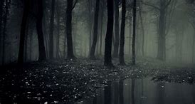 Image result for 8K Dark Forest Wallpaper
