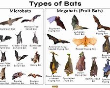 Image result for Bat Species Wa