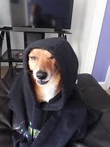 Image result for Cold Doggo