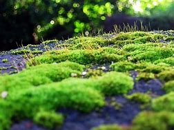 Image result for Glowing Moss