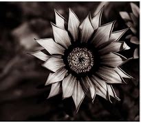 Image result for Beautiful Flowers Dark Background