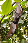 Image result for Hanging Bat
