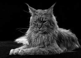 Image result for Orange and White Maine Coon Cat