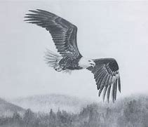 Image result for Australian Eagle Pencil Drawing