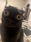 Image result for Big Eyed Black Cat Meme
