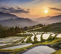 Image result for Rice Terraces in Japan