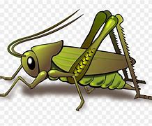 Image result for Bell Cricket Insect Cartoon