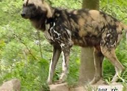 Image result for African Wild Dogs Pittsburgh Zoo