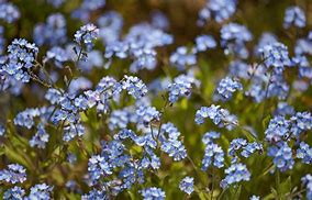 Image result for pH for Forget Me Nots