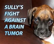 Image result for Dog Brain Tumor
