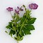 Image result for Geranium phaeum Rose Air