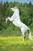 Image result for Wild Horses Rearing