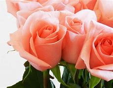 Image result for Rose Pink Colour