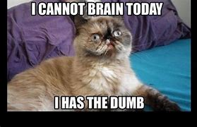 Image result for Big Brain Cat Meme