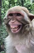 Image result for Funny Monkey Faces Images