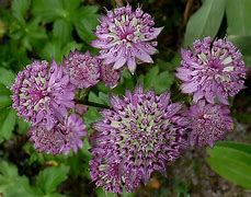 Image result for Astrantia carniolica Rubra 