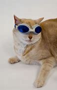 Image result for Cute Cat Wearing Glasses