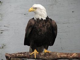 Image result for Adult Bald Eagle