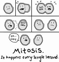Image result for Stages of Mitosis Meme
