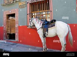Image result for Horse Case Mexico