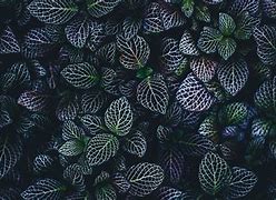 Image result for HD Botanical Wallpaper