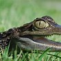 Image result for Puerto Rico Caiman
