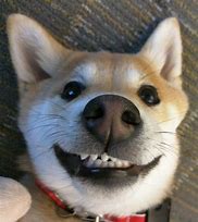 Image result for Stock Image Dog Smiling Meme