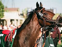 Image result for Thoroughbred Horse Racing